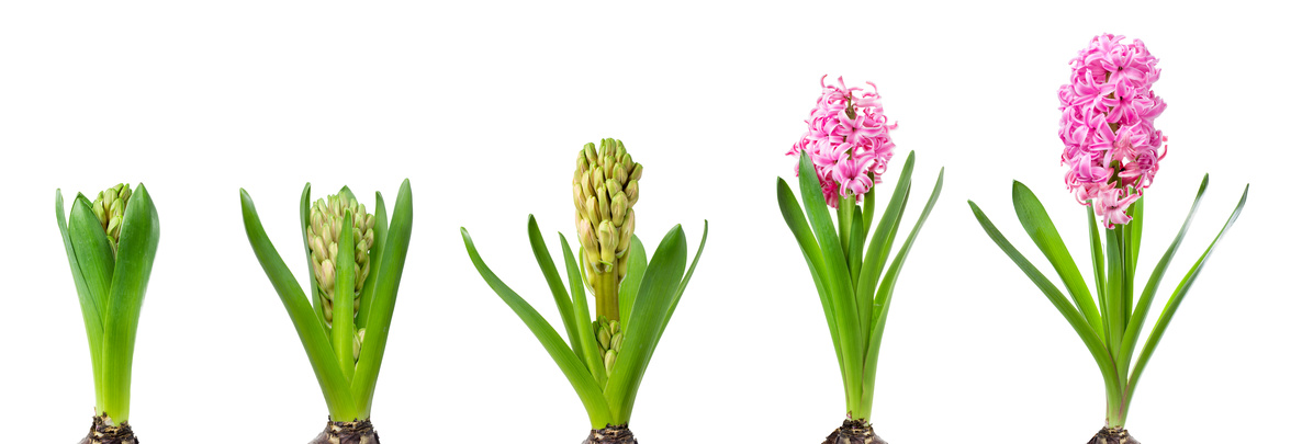 zeitraffer blume